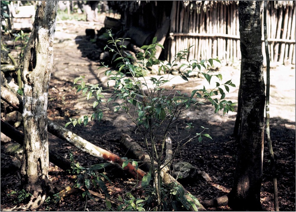 Деревенский шаманизм индейцев майя в Юкатане. 2 часть 8
