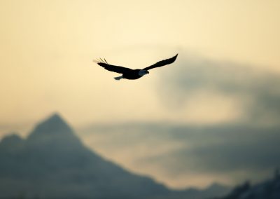 Пять Правил Для Одинокой Птицы