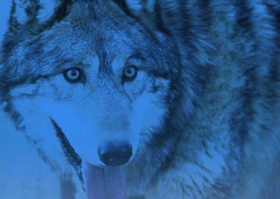 Тенсегрити Волка: Мудрость И Любовь